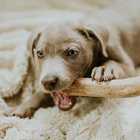 All Natural Caffeine Free Coffee Wood Medium Dog Chews O89168