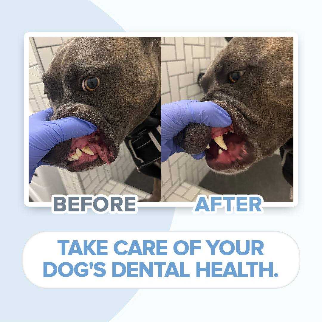 Electric Toothbrush for Dogs with Brush Heads N2833