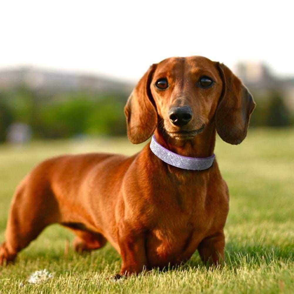 Rhinestone Soft Suede Leather Dog Collar Q156871