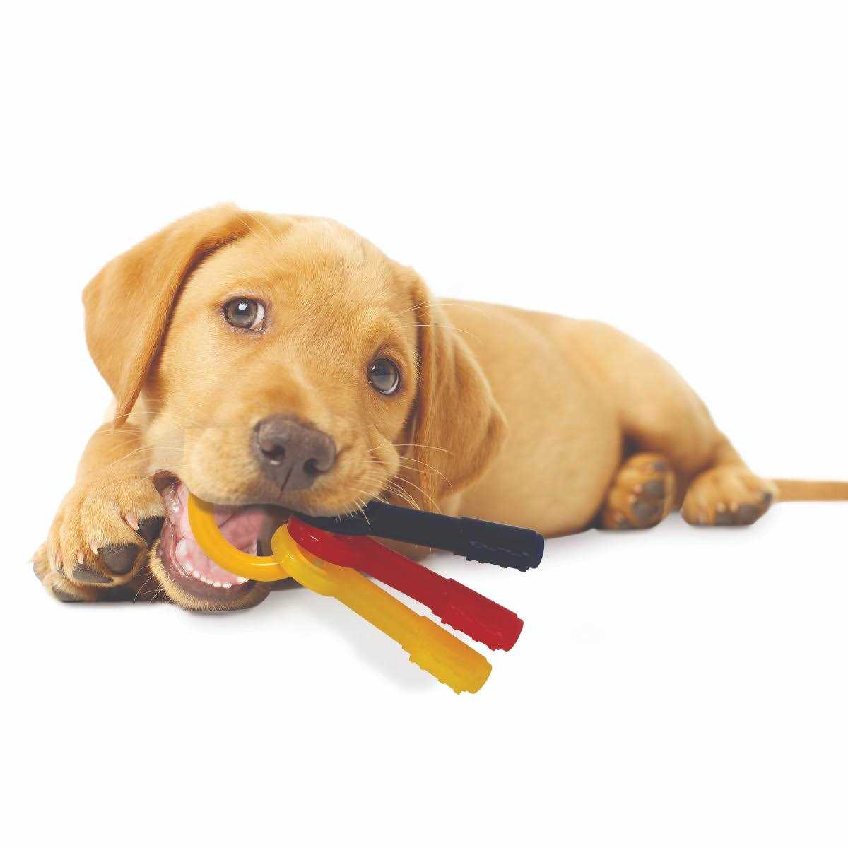 Puppy Chew Teething Keys Y81056