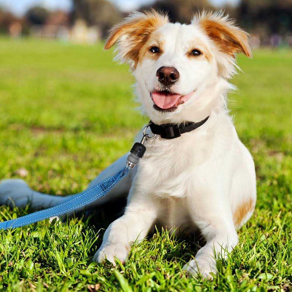 Quick-Connect Dog Leash P4482