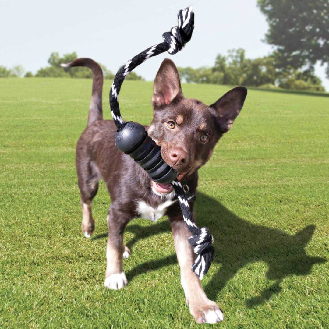 Dog Toy D873