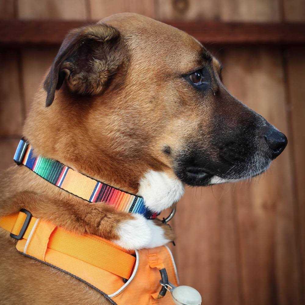 Seatbelt Dog Collar W87521