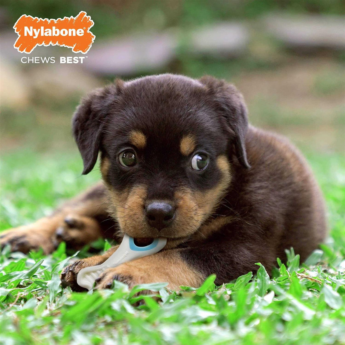 Chicken Chew Toy Y233686