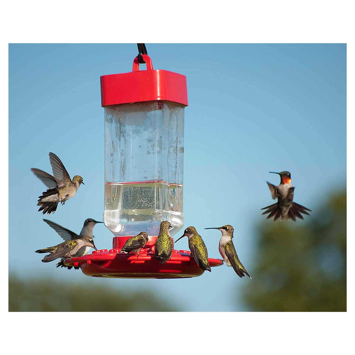 Hummingbird ElectroNectar Kaytee D7100