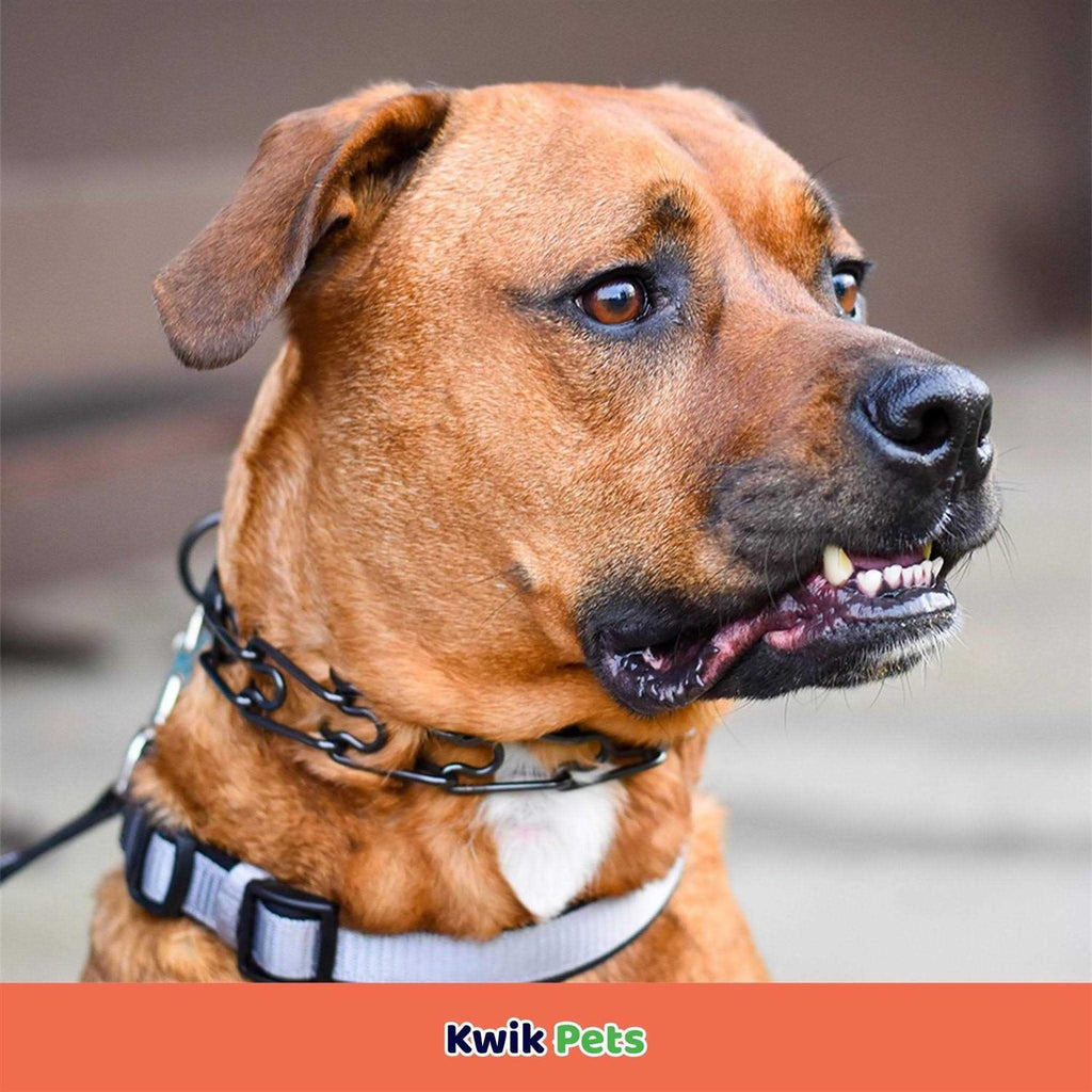 Stainless Dog Prong Training Collar B9372