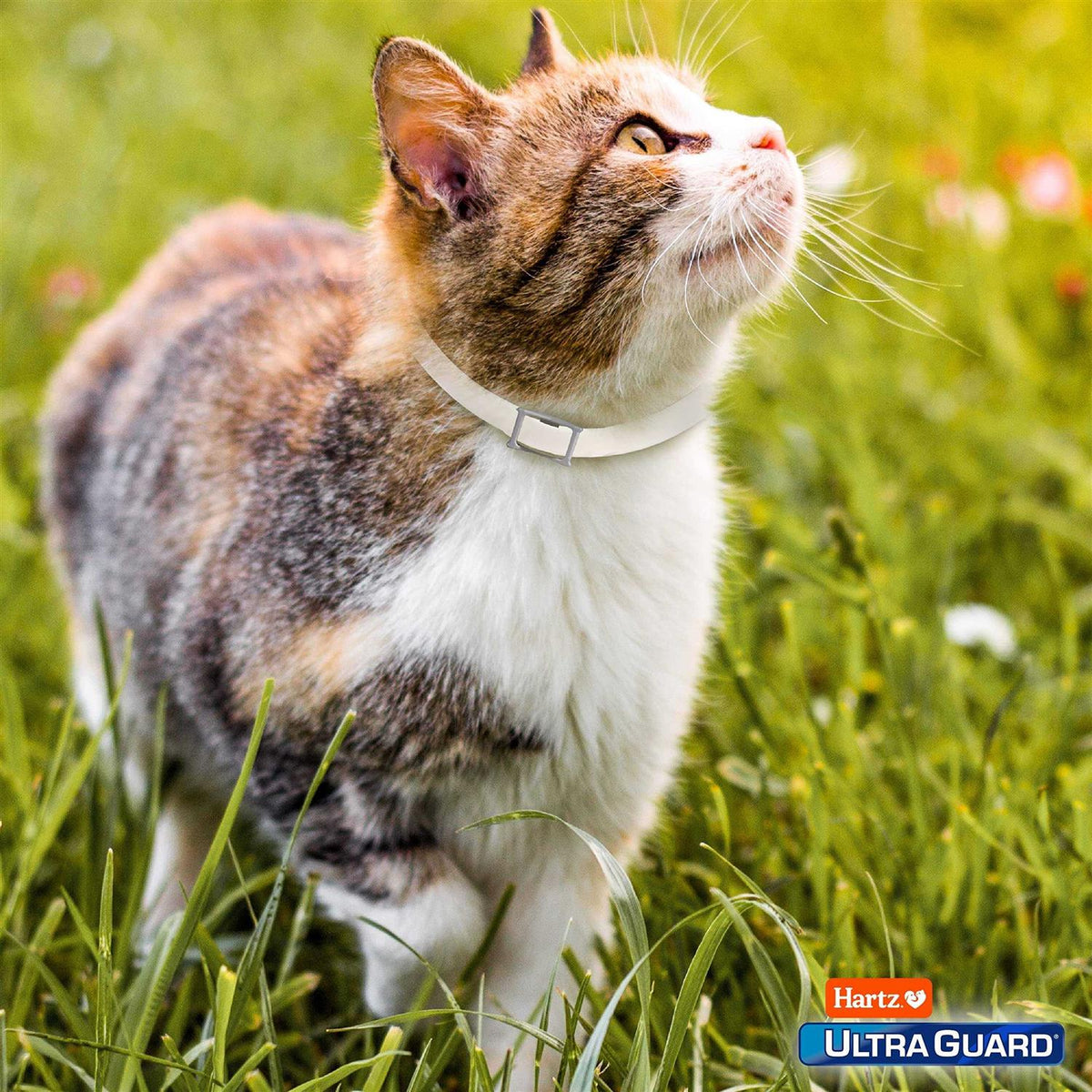 Flea & Tick Collar for Cats & Kittens K880215