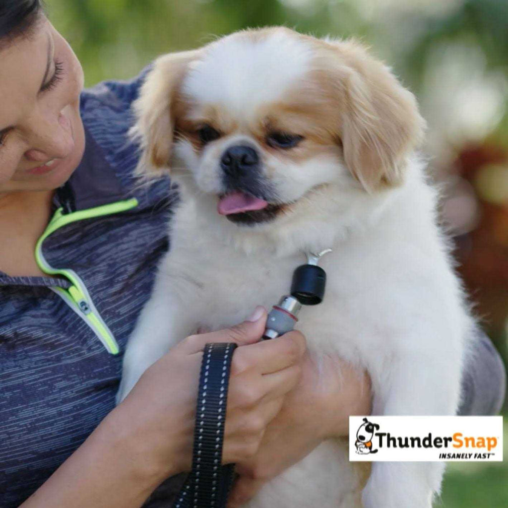 Quick-Connect Dog Leash P4482