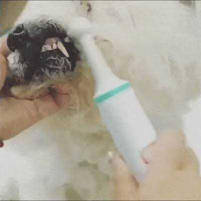 Electric Toothbrush for Dogs with Brush Heads N2833