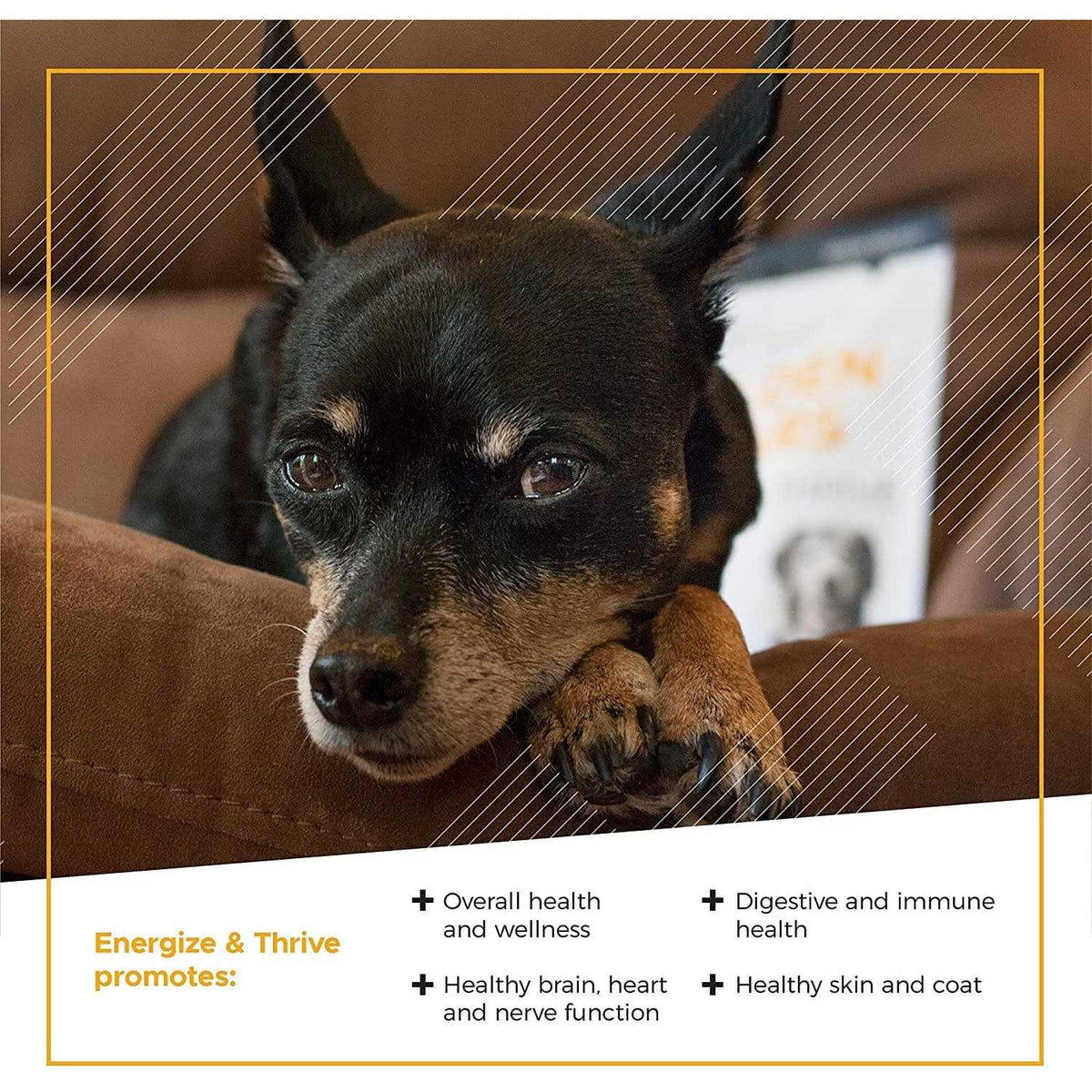 Senior Dogs Multivitamin D3634