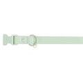 Dog Collar B20023