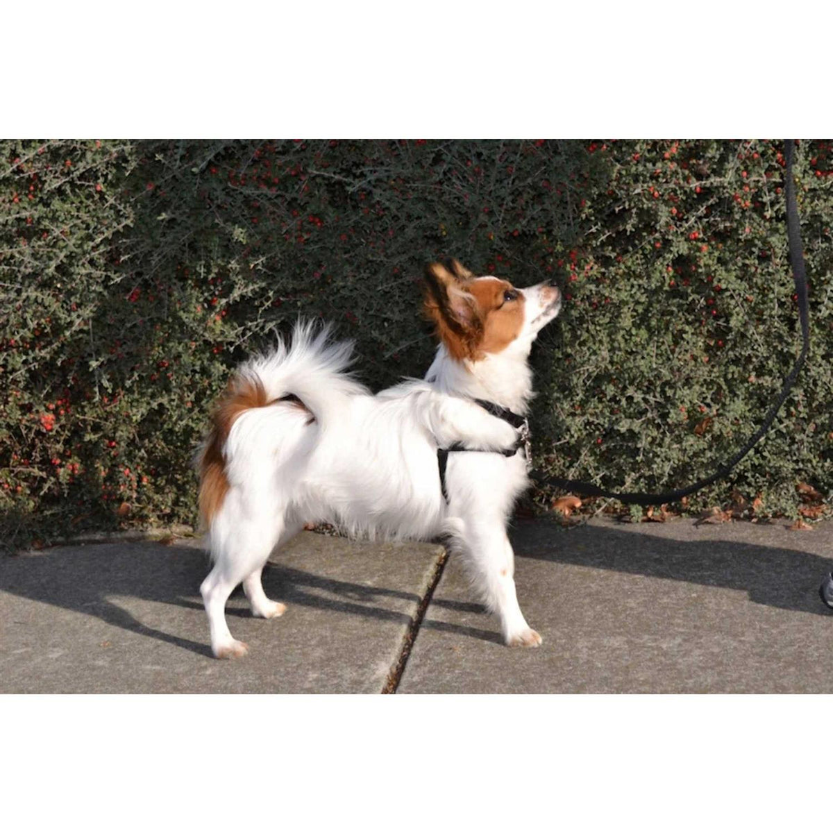 No Pull Dog Harness Y708761