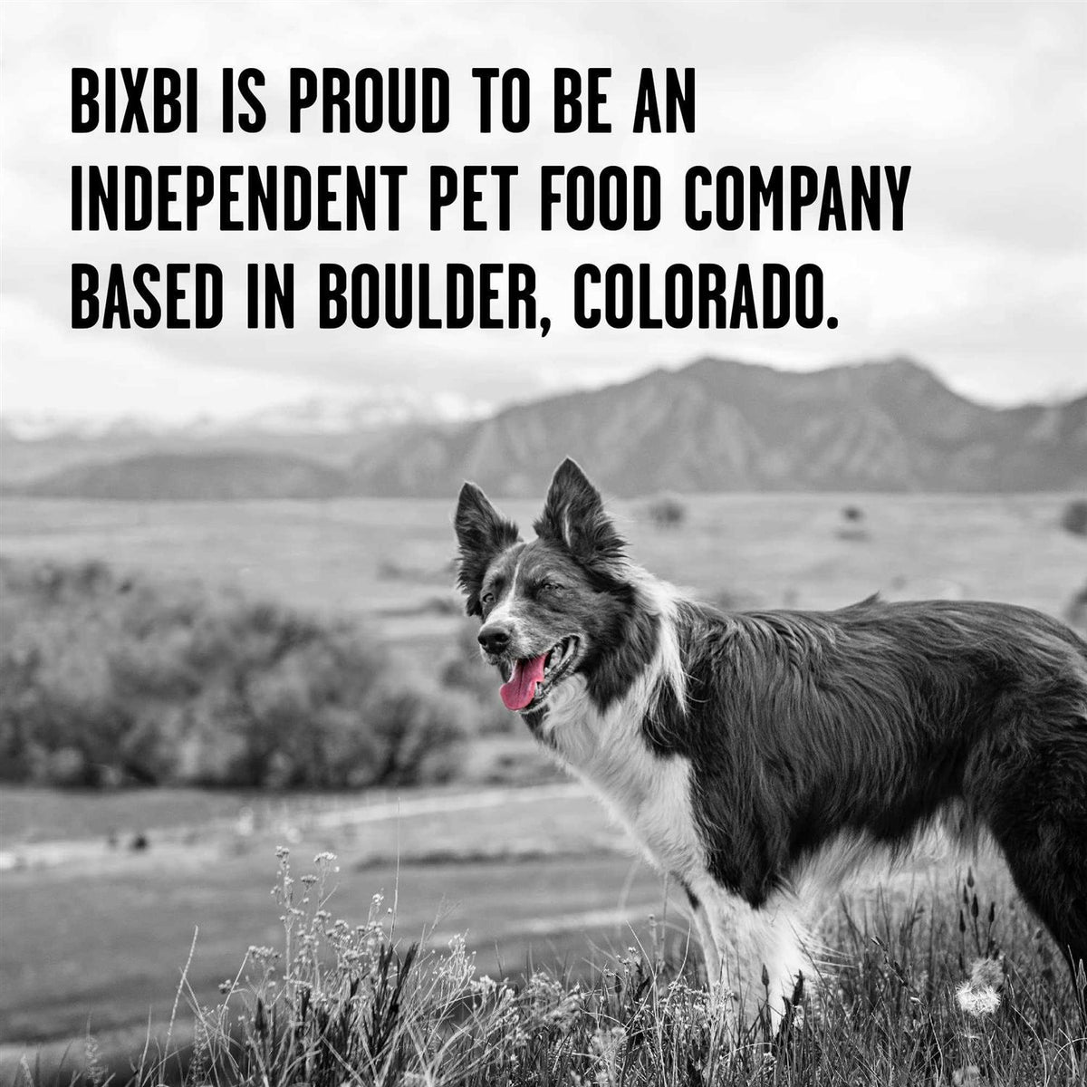 Freeze-Dried Dog Food T331