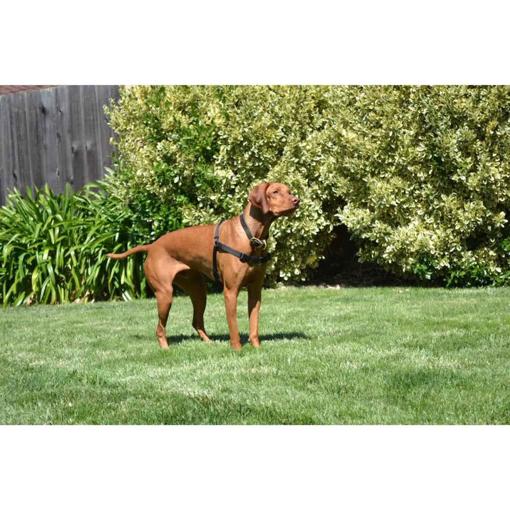 No Pull Dog Harness Y708761