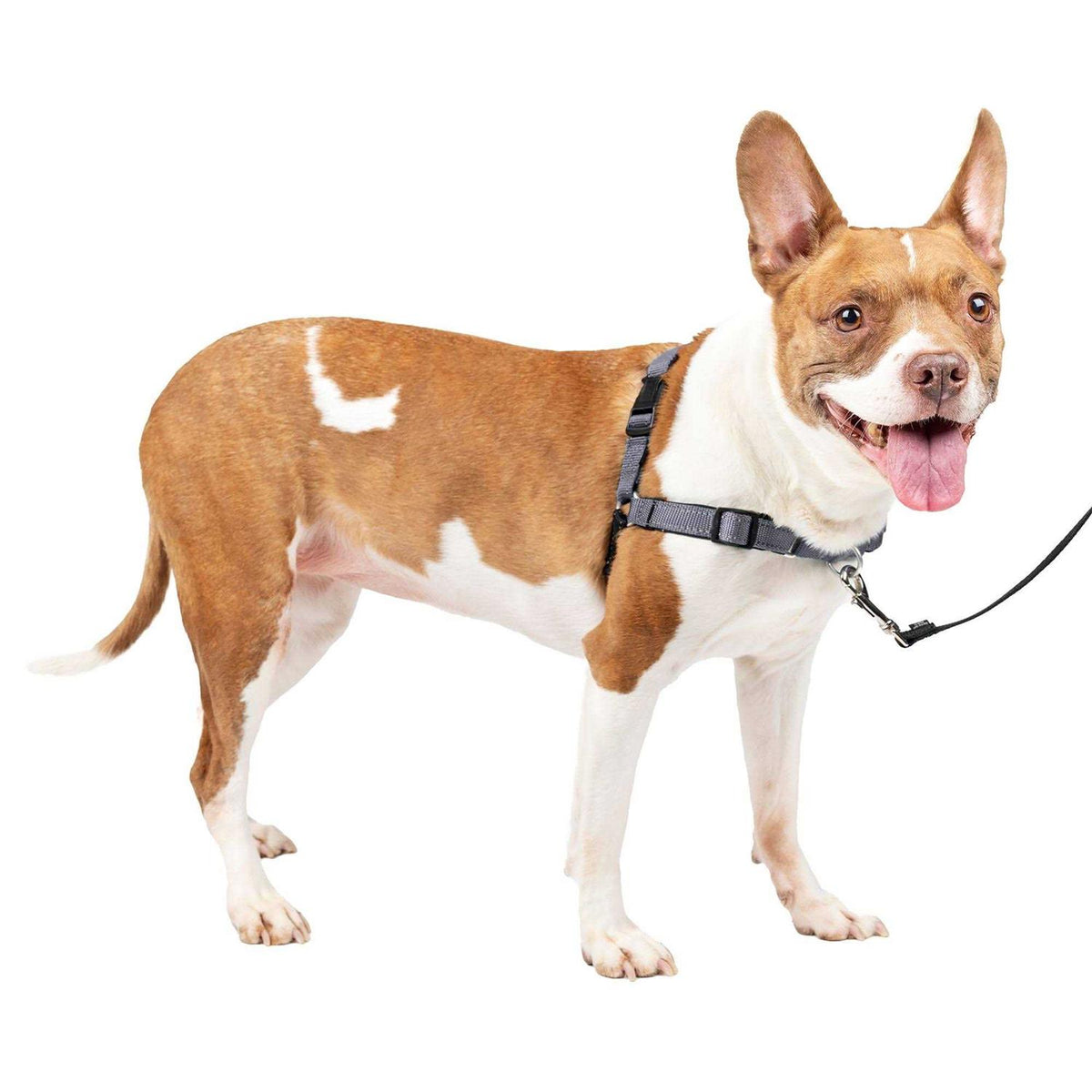 Easy Walk Harness W8074