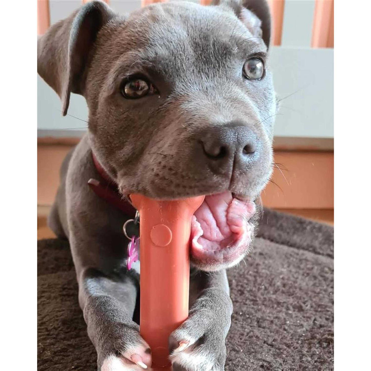 Bacon Chew Bone U9961