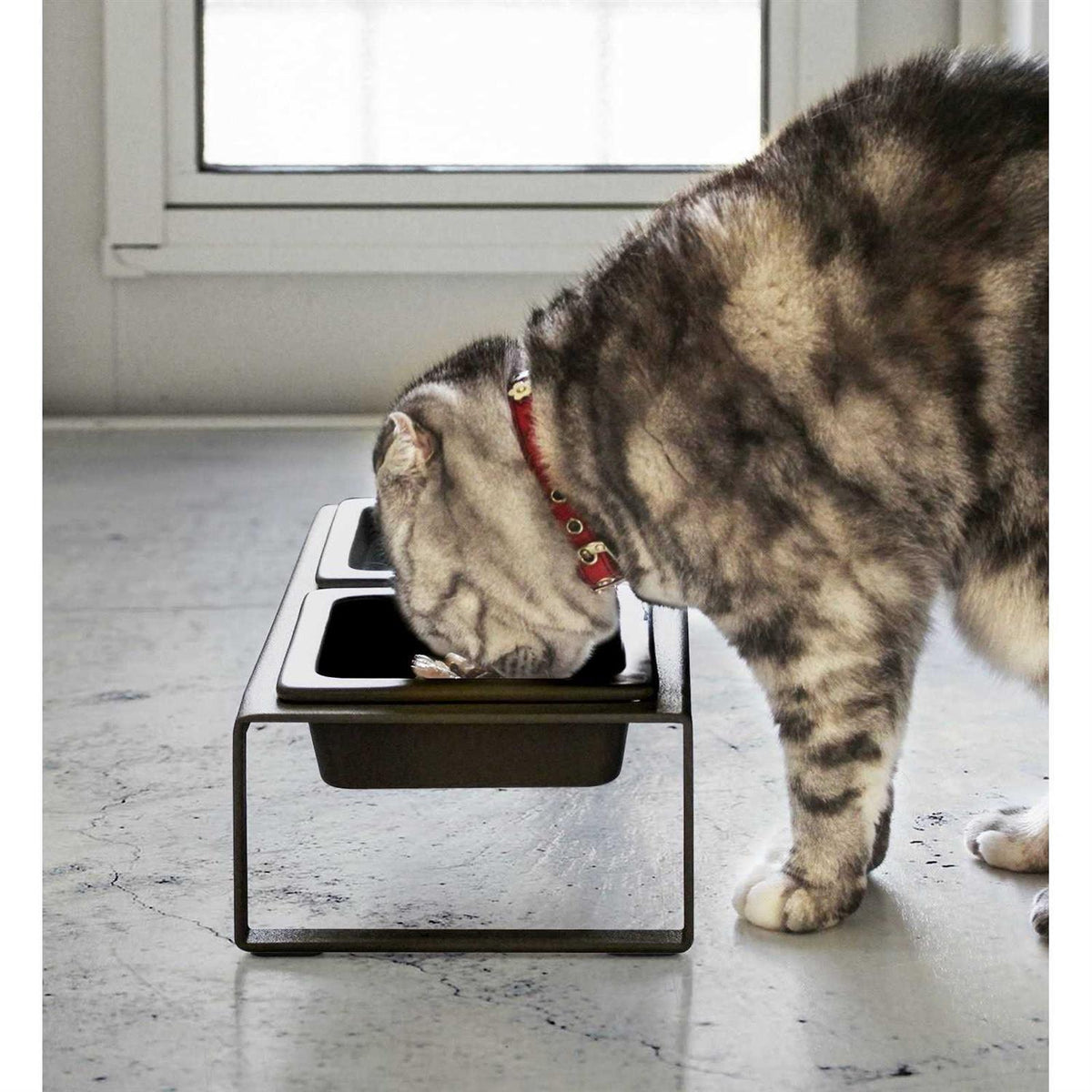 Pet Food Bowl R667295